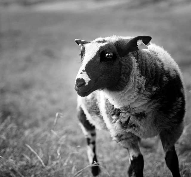 Free Animal Sheep photo and picture