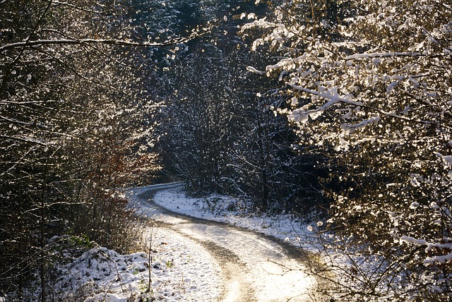 Free Winter Forest photo and picture