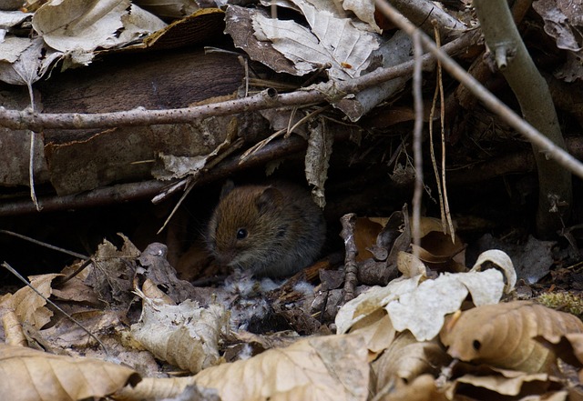 Free Mouse Rodent photo and picture