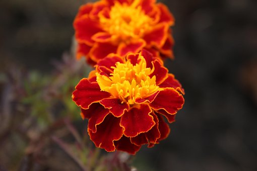Free Marigold Flower photo and picture