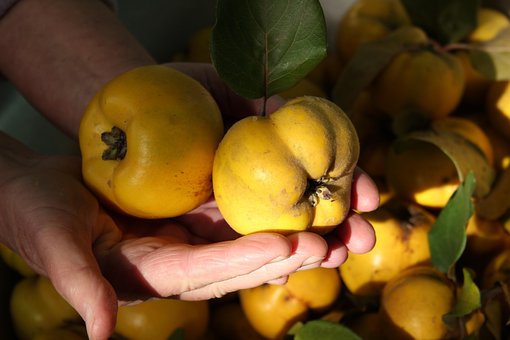 Free Quince Fruits photo and picture