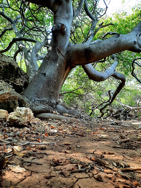 树 自然 景观 - Pixabay上的免费照片 - Pixabay