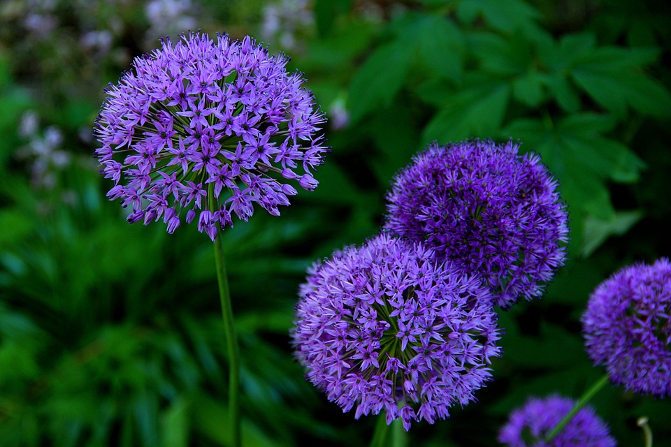 Bulbes D'Allium Gladiator - Lot De 16 - Oignon Ornemental Géant Violet - Floraison Mai-juin - Rustique - Pour Jardin, Terrasse, Balcon