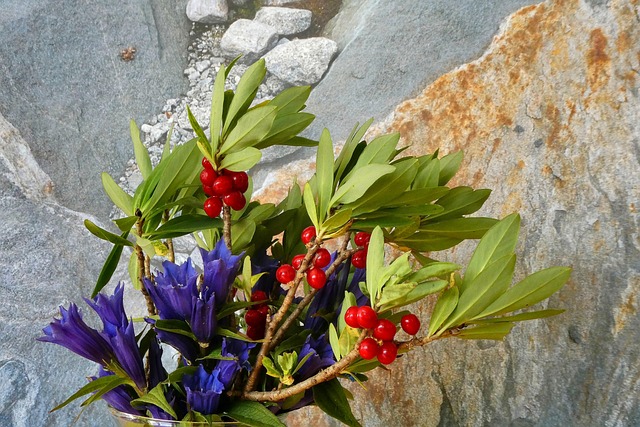 Free Flower Nature photo and picture