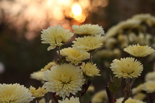 Free Chrysanthemums Yellow Flowers photo and picture