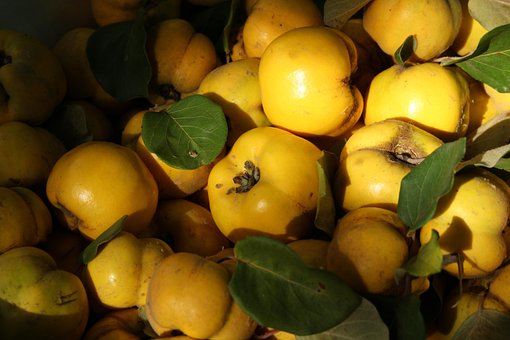 Free Quince Fruits photo and picture