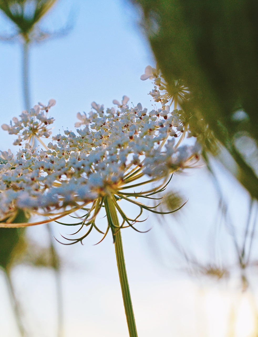 Wild Carrot Flowers Plant White Free photo on Pixabay Pixabay