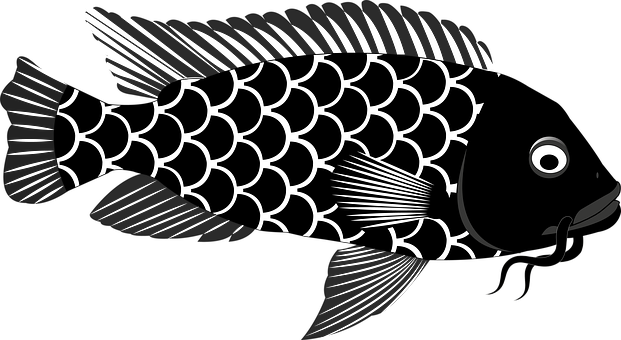Koi, Fische, Karpfen, Tier