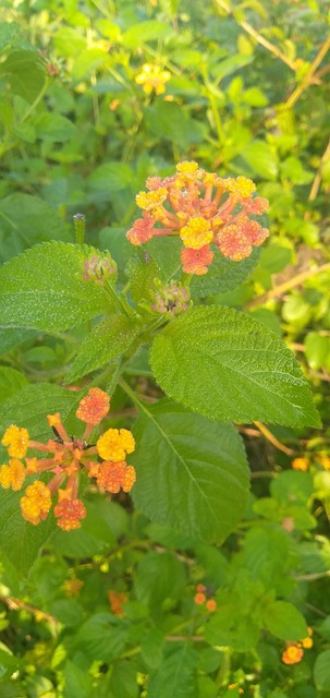 Free Tree Flowers photo and picture