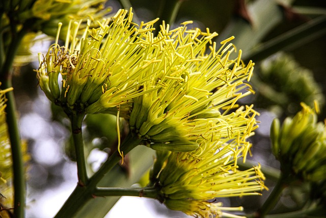Free Milkweed Yellow Flower photo and picture