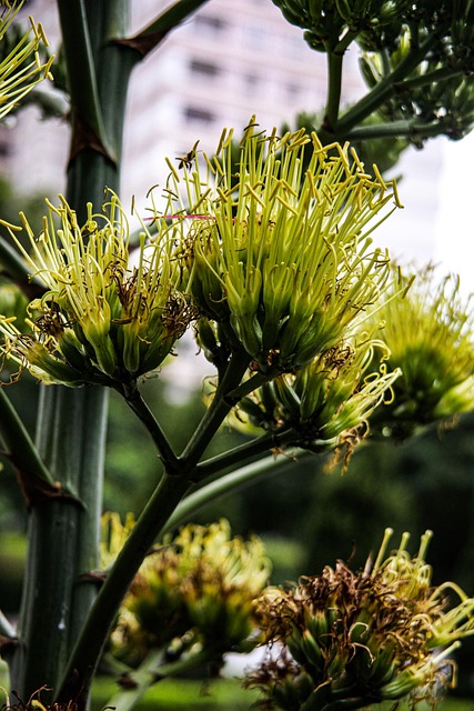 Free Pineapple South America Agave Americana photo and picture