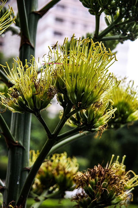 Pineapple South America Agave - Free photo on Pixabay - Pixabay