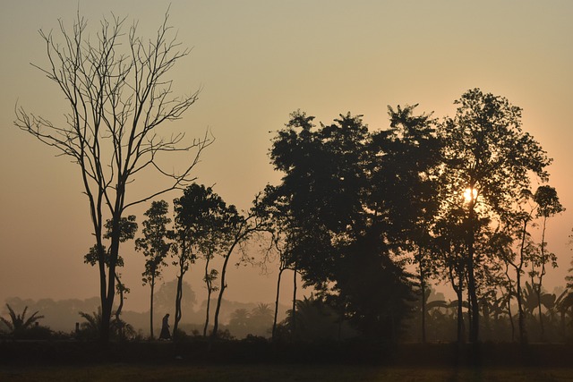 Free Nature Trees photo and picture