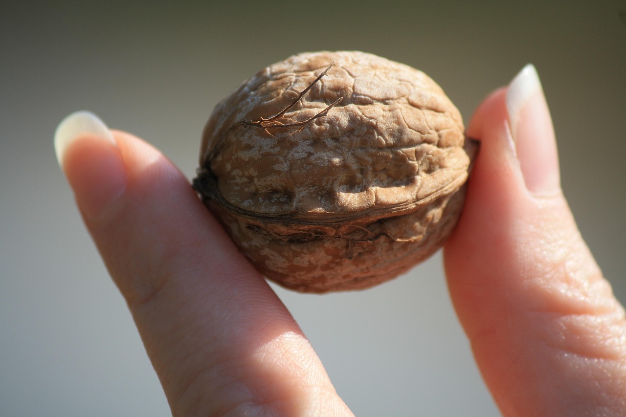 Walnut Nut Nature - Free photo on Pixabay - Pixabay
