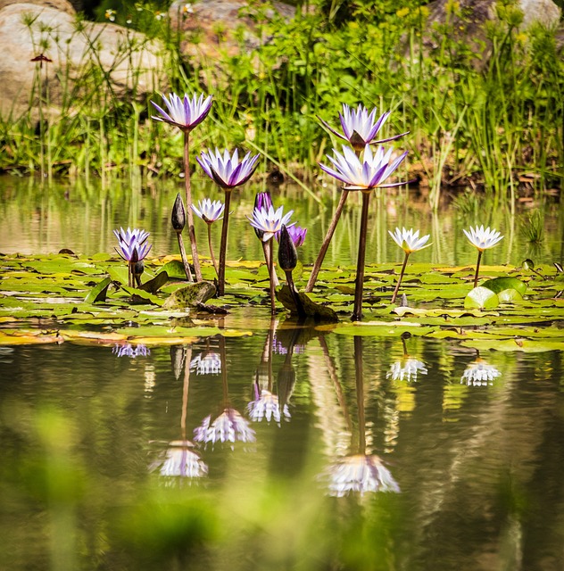Vijver, Waterlelies, Lotus, Waterplanten