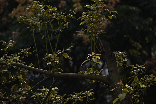 Free Camphor Tree Autumn photo and picture