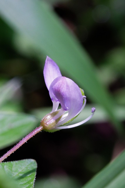 Free Flower Blossom photo and picture
