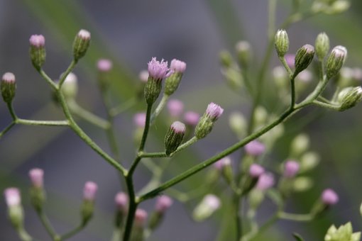 Free Flowers Flower Buds photo and picture