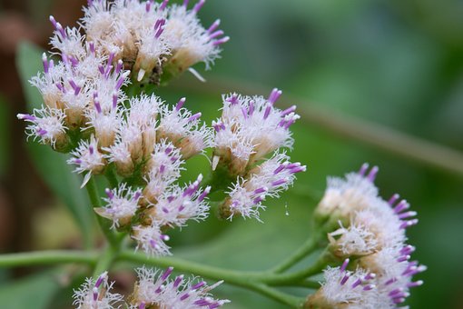 Free Indian Camphorweed Flowers photo and picture