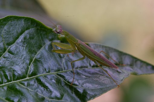 Free Insect Mantis photo and picture
