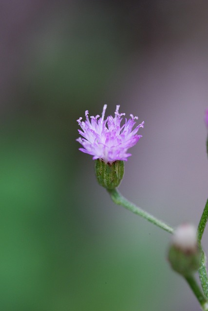 Free Ironweed Flower Background photo and picture