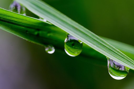 Free Leaf Nature photo and picture