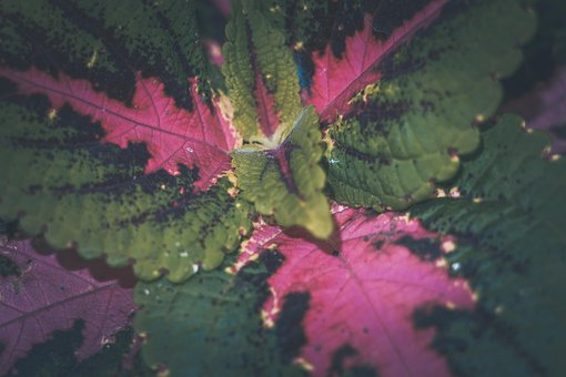 Free Leaves Leaf photo and picture