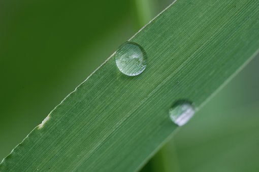 Free Nature Leaf photo and picture