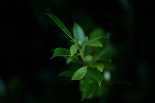 Free Leaf Nature photo and picture