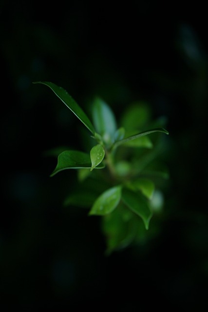 Free Leaf Nature photo and picture