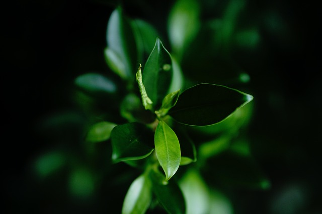 Free Leaf Nature photo and picture