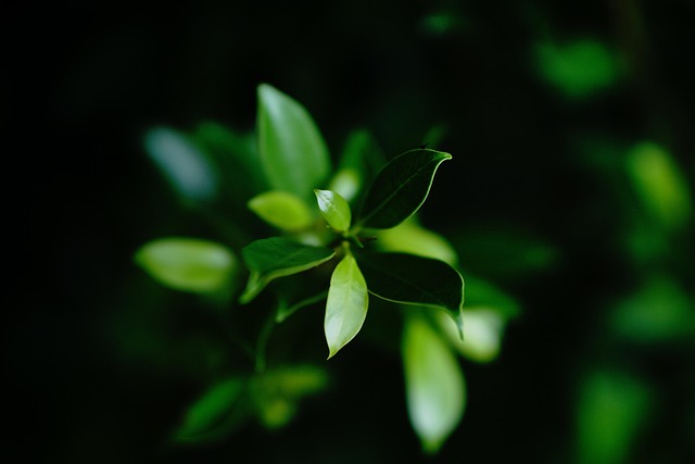 Free Leaves Foliage photo and picture
