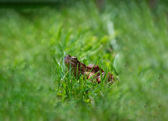 Free Grasfrosch Frog photo and picture