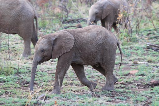 Free Elephants Animals photo and picture