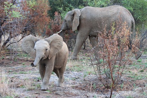 Free Elephants Animals photo and picture