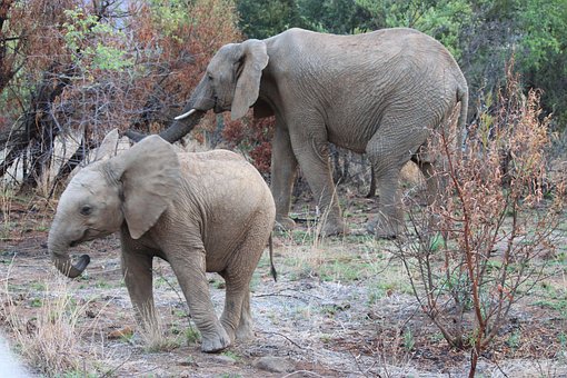 Free Elephants Animals photo and picture