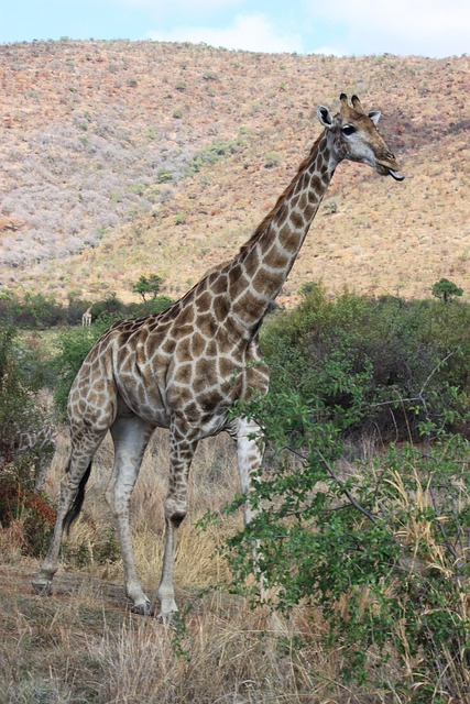 Free Giraffe Animal photo and picture