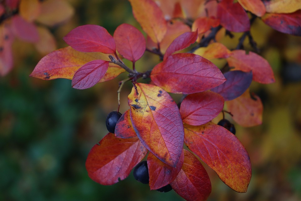 Fall Berry Plant Berry Leaves Fall - Free photo on Pixabay - Pixabay