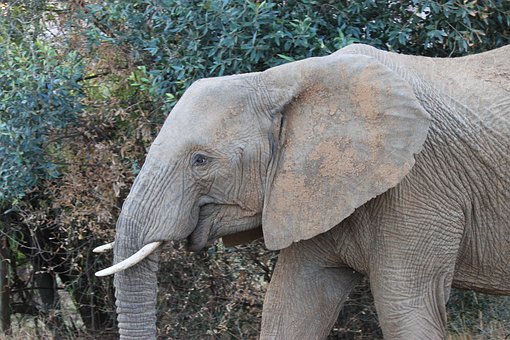 Free Elephant Animal photo and picture