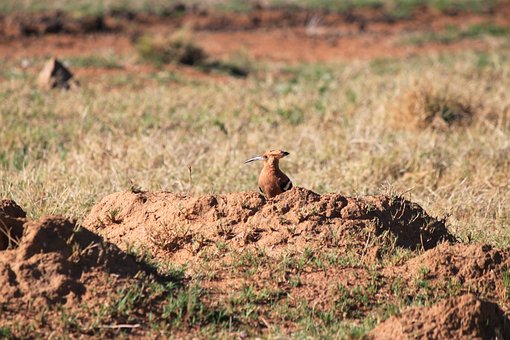 Free Hoopoe Bird photo and picture