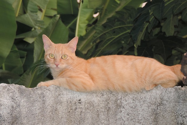 Free Cat Animal photo and picture