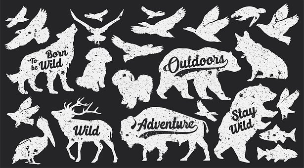 Free Wildlife Free Wallpaper photo and picture