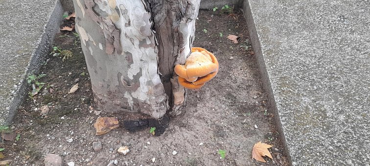 Free Mushroom Tree photo and picture