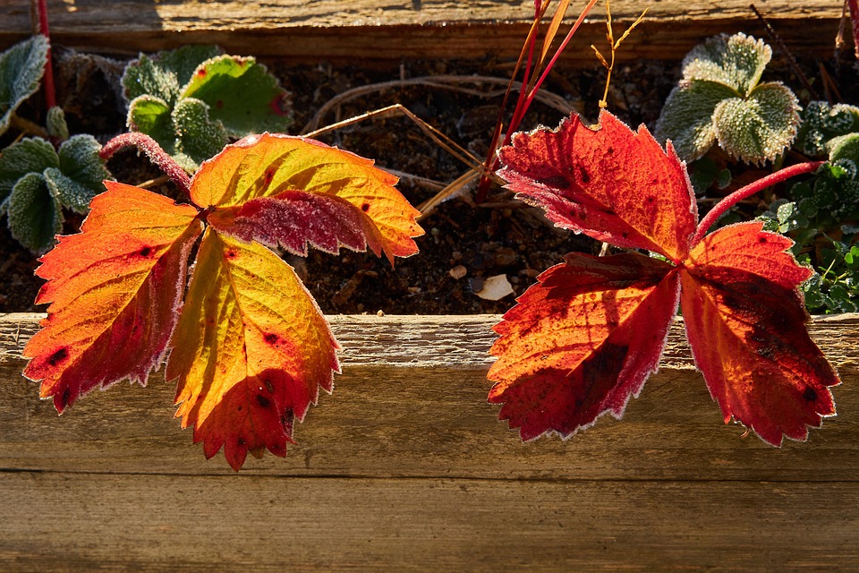 Autumn Leaves Foliage - Free photo on Pixabay - Pixabay