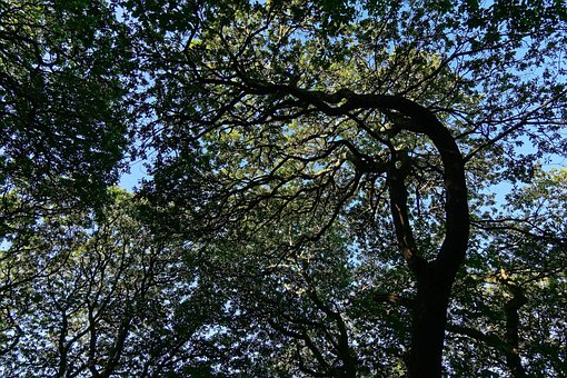 Free Tree Nature photo and picture