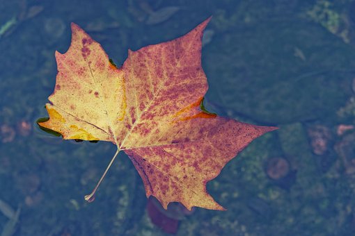 Free Leaf Autumn photo and picture
