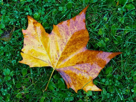 Free Maple Leaf Autumn photo and picture