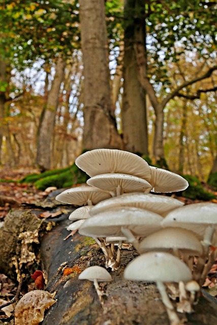 Free Mushrooms Dead Tree photo and picture