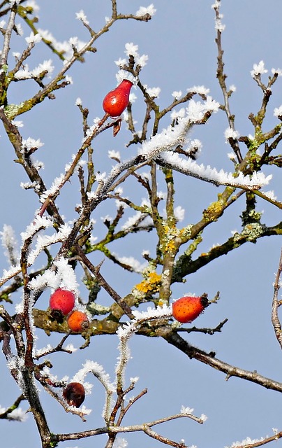 Free Rosehips Hoarfrost photo and picture