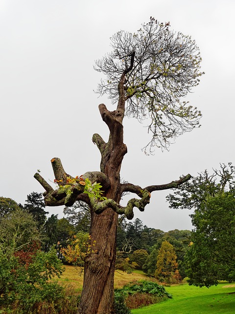 Free Tree Garden photo and picture